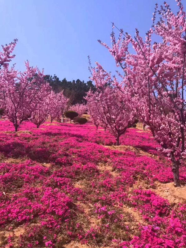 喜迎五一 荣成赤山重磅推出一处网红打卡地 美如仙境