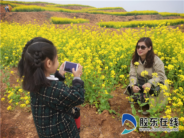 美呆了蓬莱小门家镇的油菜花已开遍山野图