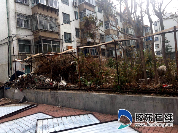 金水街空地拆前杂草、垃圾