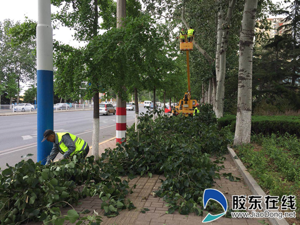 烟台市园林建设养护中心开展行道树修剪工作