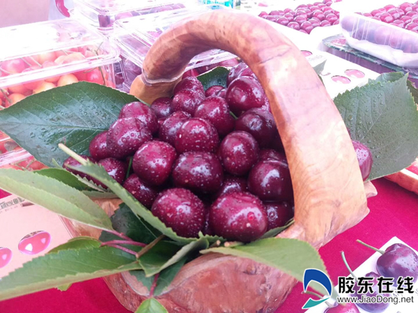 “福山大櫻桃,個個不用挑”