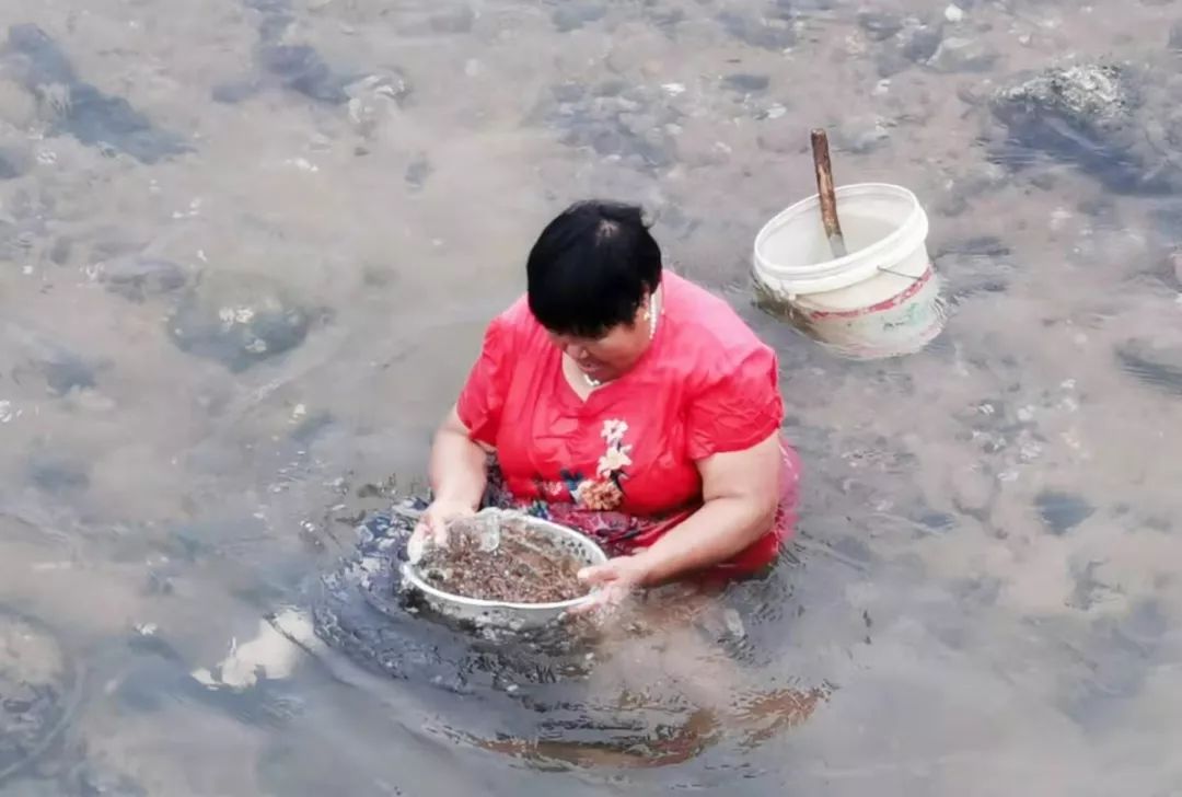 青岛人挖蛤蜊放大招了耙子漏盘都用上了