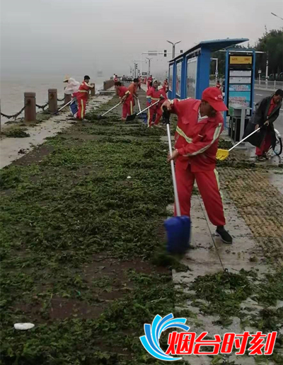 清理岸边浒苔
