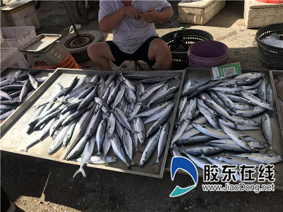 鲅鱼_副本