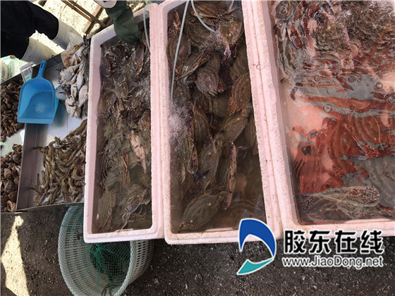螃蟹_副本