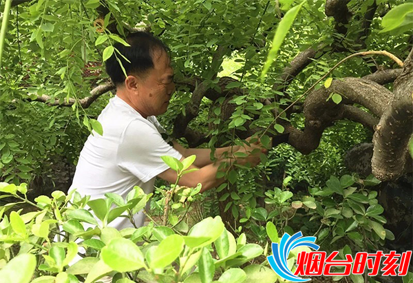 修剪树木