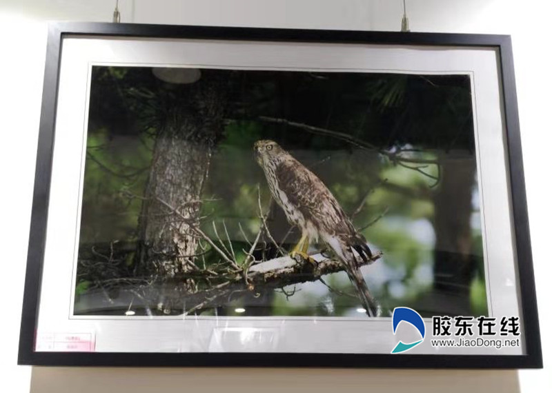 三等獎 《松鷹圖》