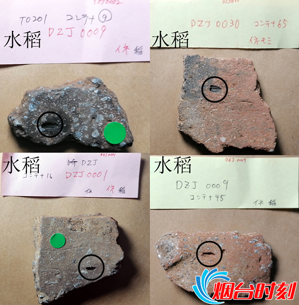 陶片上水稻印痕
