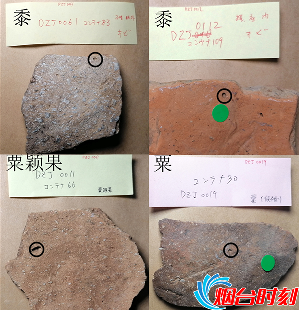 陶片上植物印痕