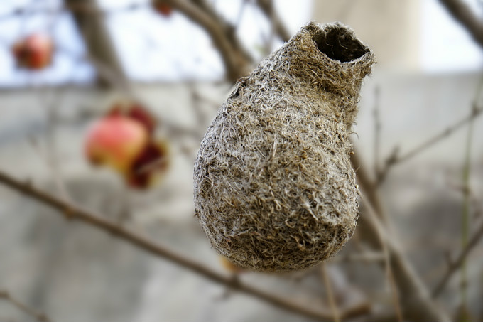 一棵果树两只鸟猜成语_看图猜成语