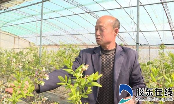 村民王洪星告诉记者决定蓝莓产量最关键的是开花坐果期