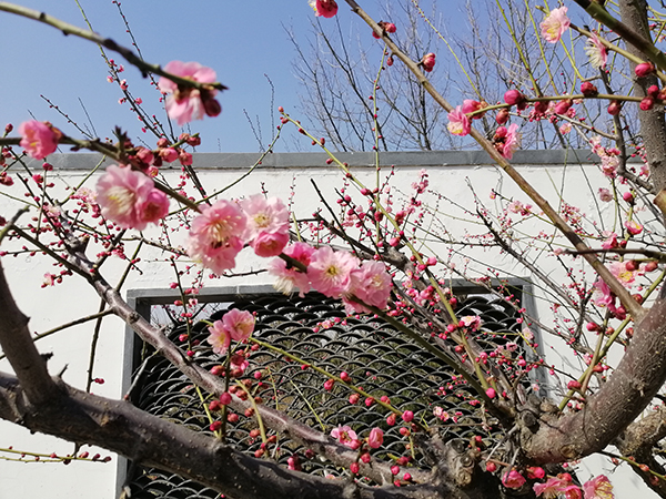 梅花1