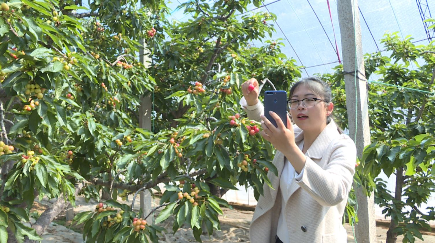 胡海玲正在果园直播