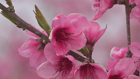 这片桃花位于莱州市程郭镇洪沟头村,是村民最近几年引进种植的新品种