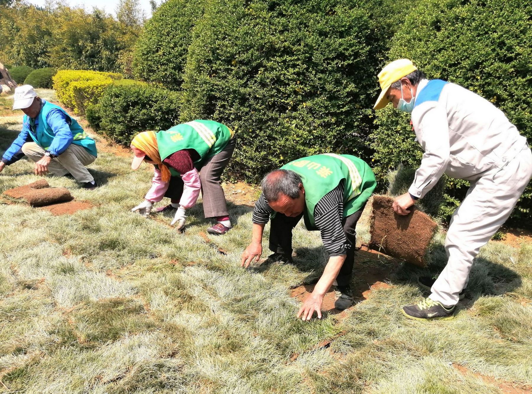 建设养护中心组织人员正在山海南路中断西侧绿化带补植