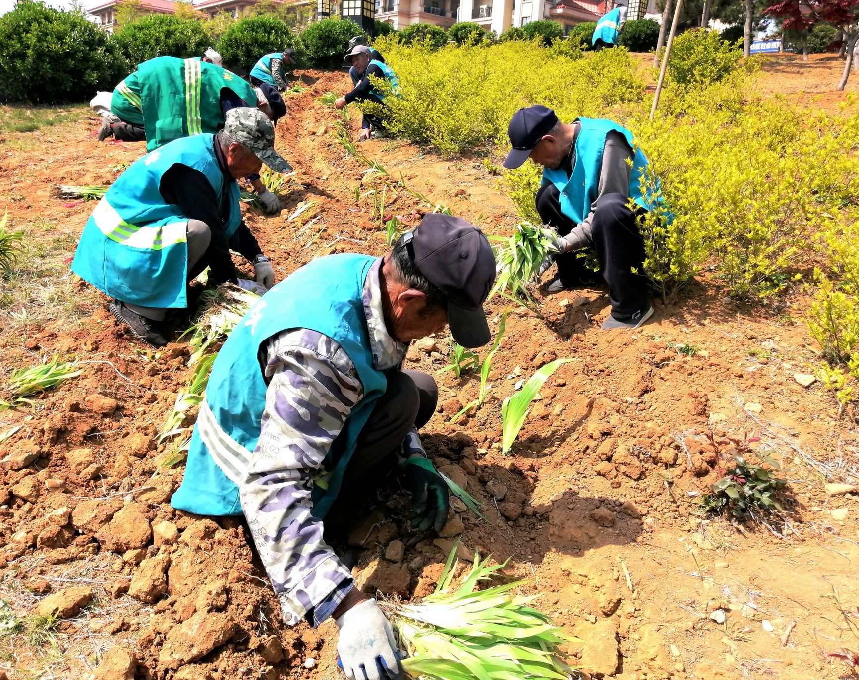 建设养护中心组织人员正在山海南路中断西侧绿化带补植