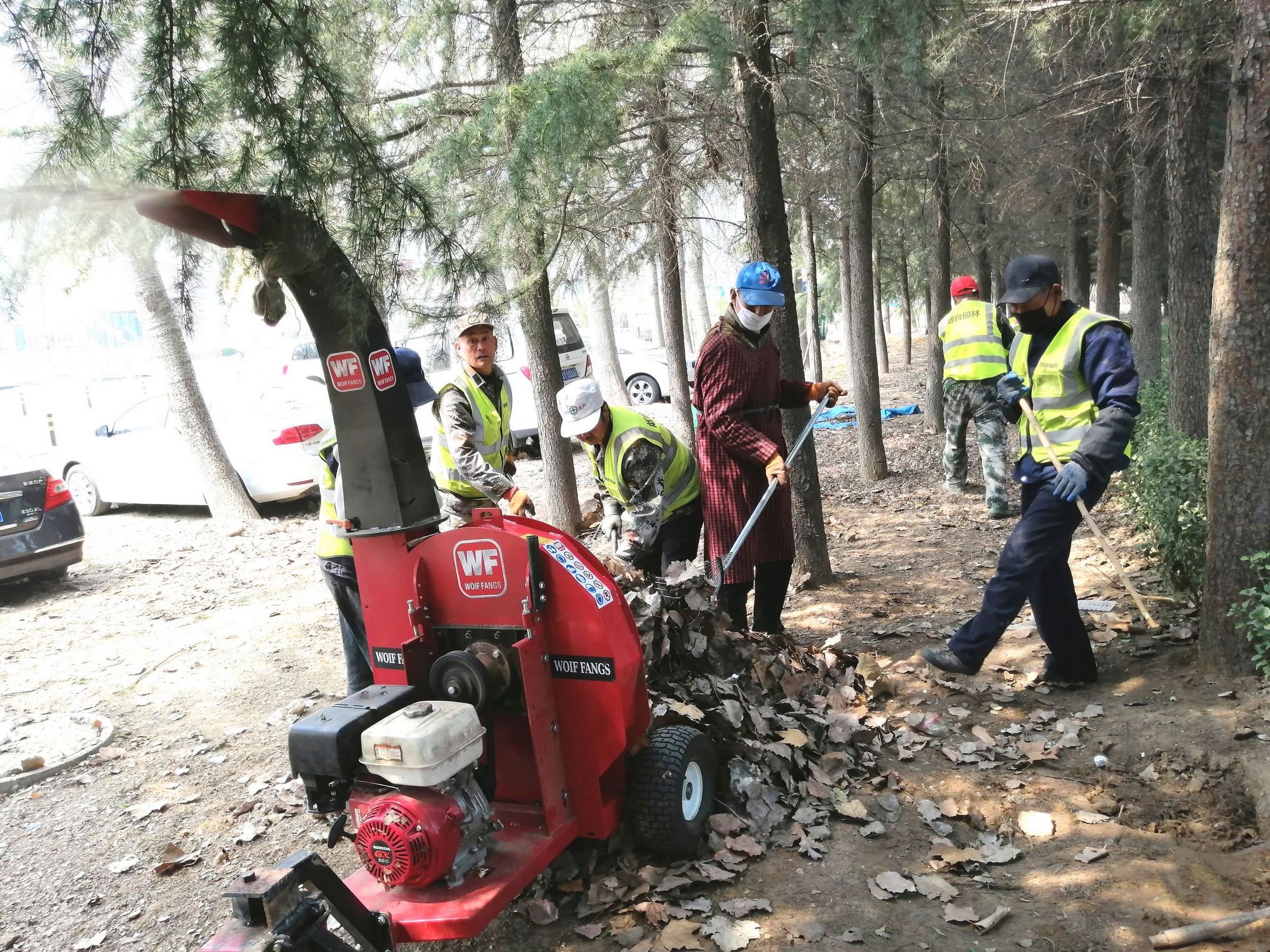 绿化养护人员正在莱山区港城东大街中段的长宁路西侧的绿地进行树枝、落叶粉碎处理。