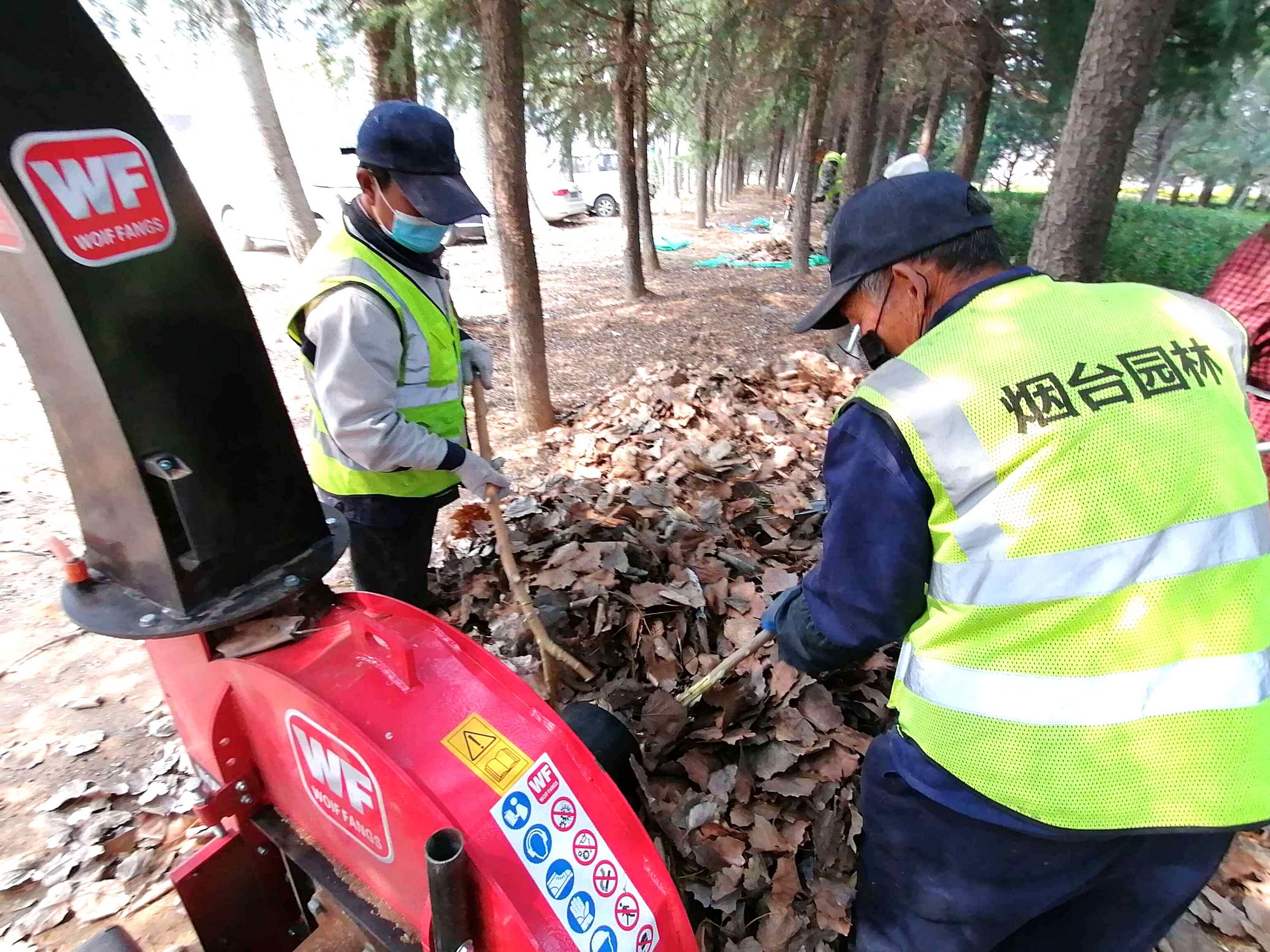 绿化养护人员正在莱山区港城东大街中段的长宁路西侧的绿地进行树枝、落叶粉碎处理。
