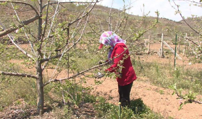 村民高玉英正忙着给自家的苹果树授粉