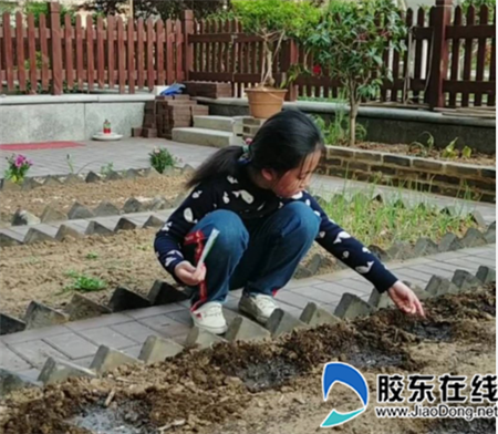 种黄瓜
