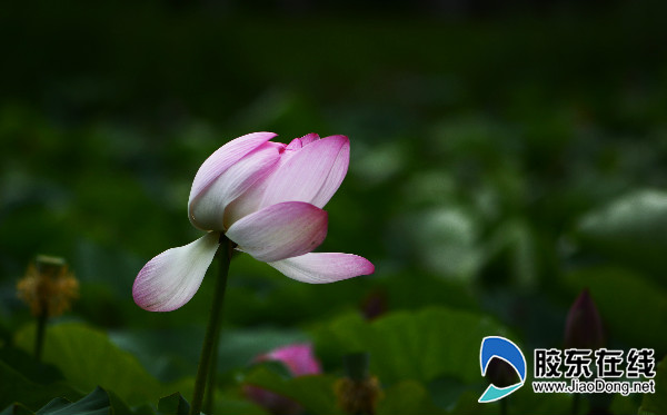 ���ҺӺɻ�ʢ�������������ͻ�����