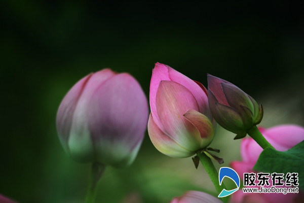 ���ҺӺɻ�ʢ�������������ͻ�����