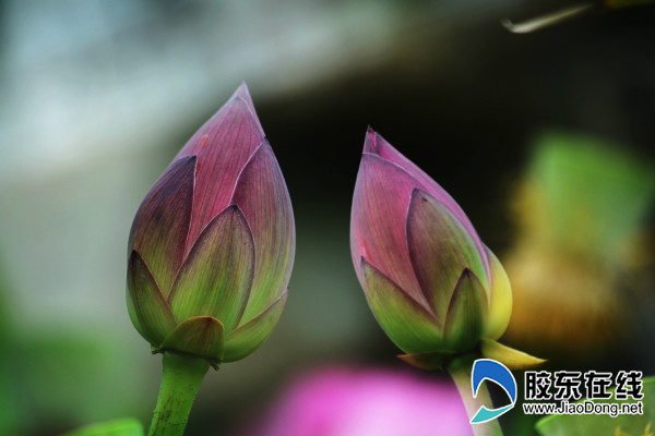 ���ҺӺɻ�ʢ�������������ͻ�����