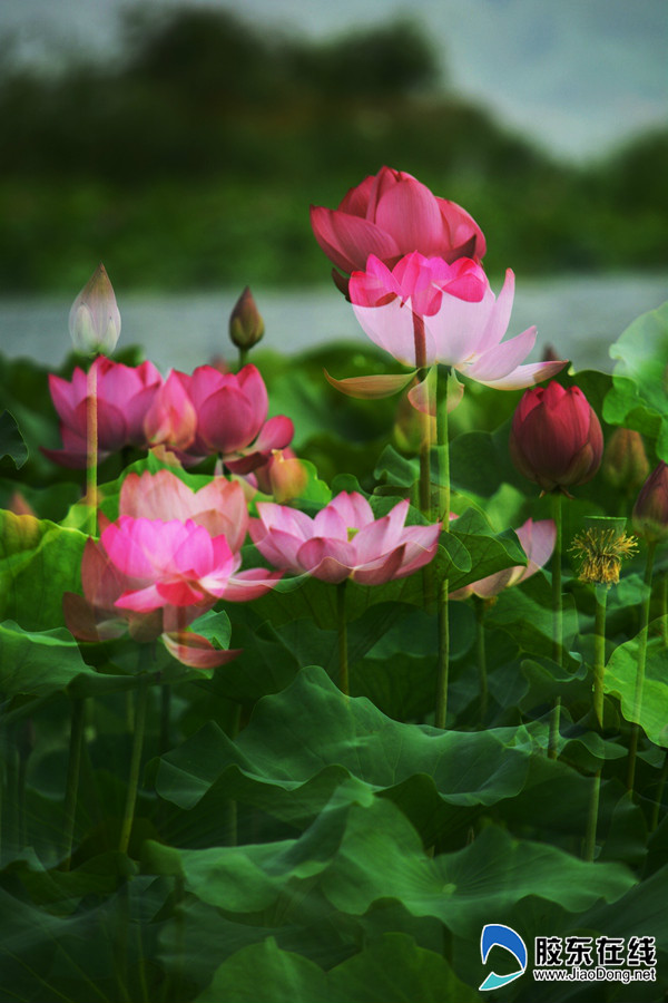 ���ҺӺɻ�ʢ�������������ͻ�����