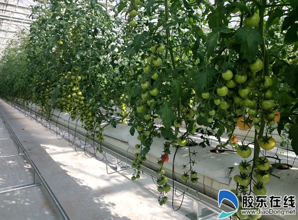 3國際種業研發集聚區智能溫室里培育的番茄新品種