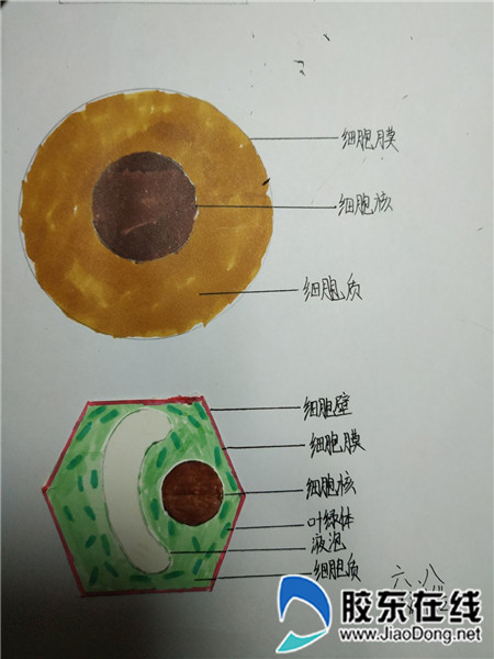 烟台双语生物教学--细胞与艺术的美丽邂逅