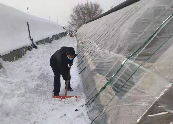 帮助客户清除大棚积雪
