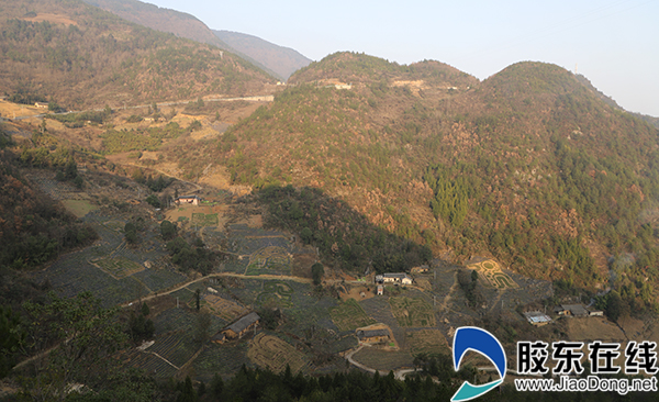 农旅融合扶贫项目万亩茶园部分生肖景观区,茶叶长势良好。