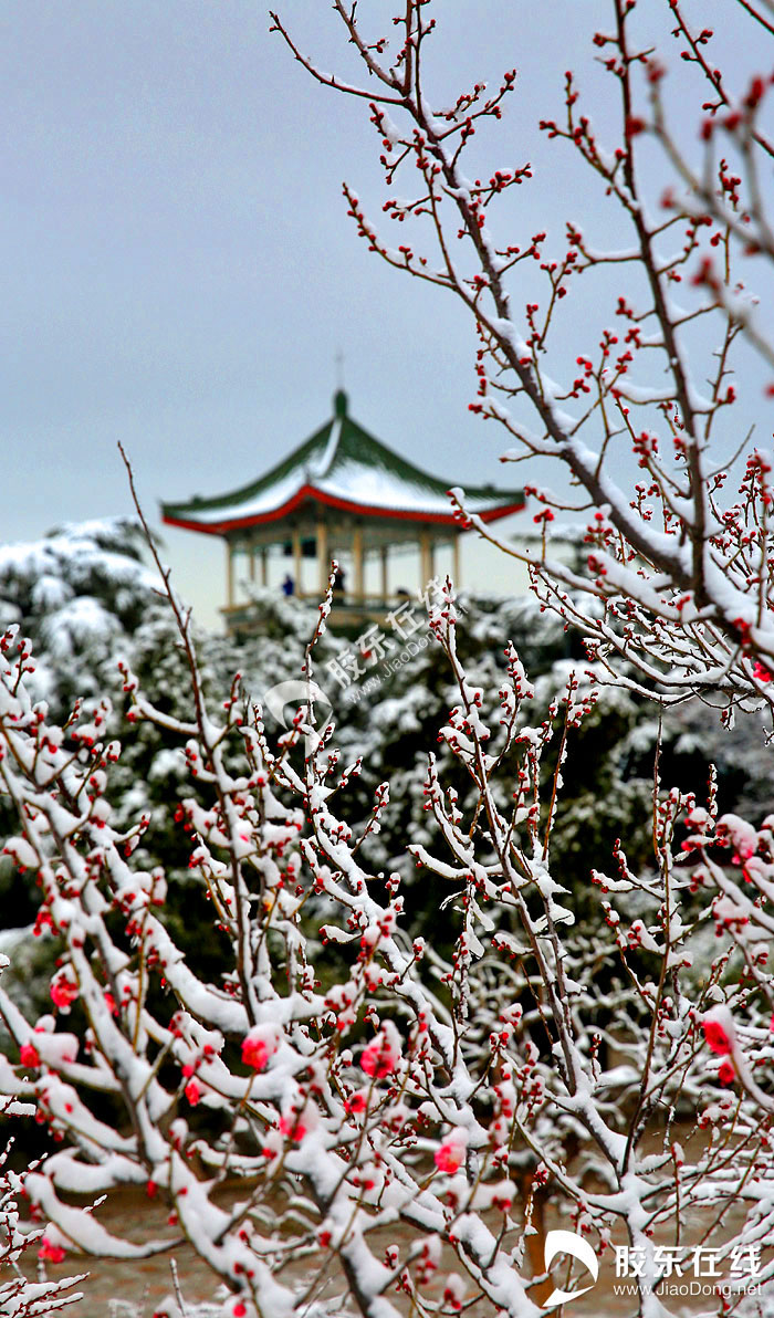 高清组图:梅花傲雪