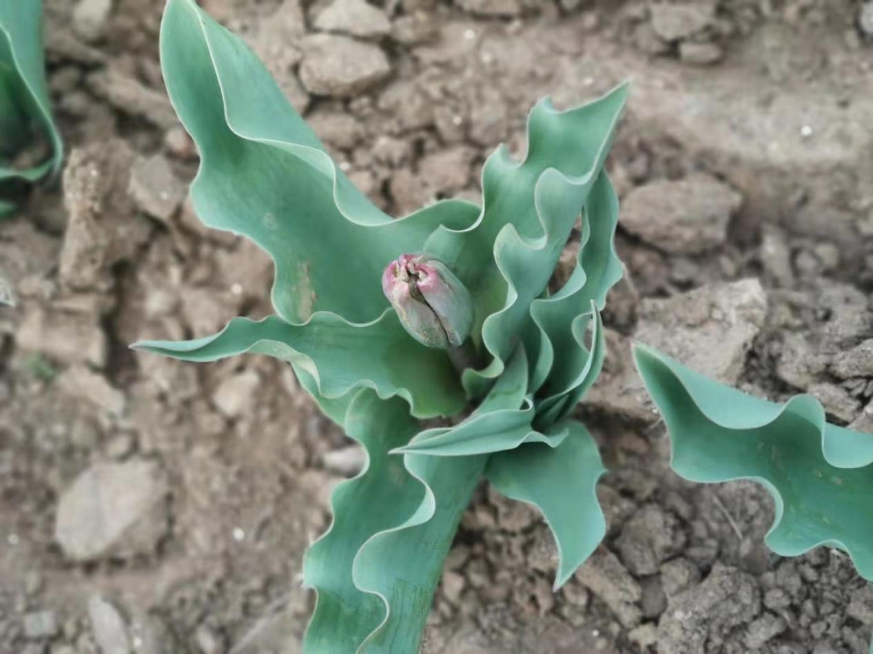 郁金香花含苞待放