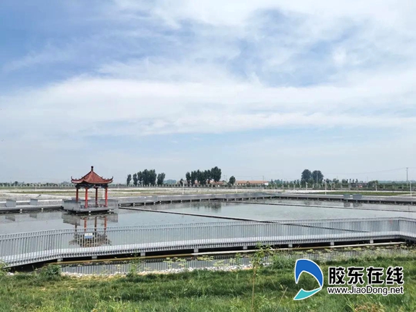新建成的龙口市黄水河人工湿地,能够有效改善周边水环境质量,未来也将成为市民休闲旅游的好去处