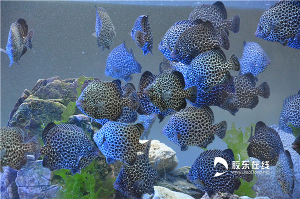 明波水产斑石鲷 简介:斑石鲷在蓝光下呈现如梦似幻的色彩 ,被称为“梦幻之鱼“_副本