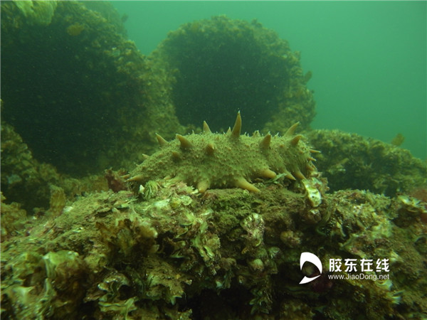 明波海参 拍摄地点:山东莱州明波海洋牧场 简介:海底海参拍摄_副本