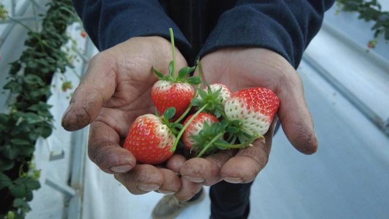 新春走基层丨海拔4394米，雪山下的草莓红了