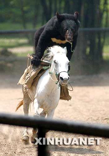 黑熊表演骑马,骑摩托车走钢丝(图)