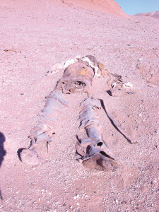 专家新近发现疑似彭加木遗体可能是炒作