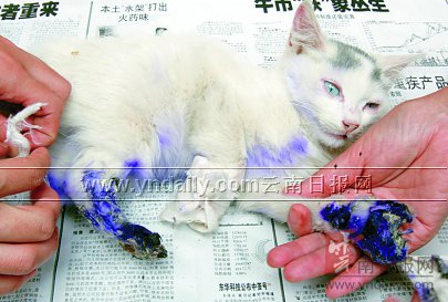 小白猫的四肢被人剁掉,骨头参差在外. 苏 颖 摄