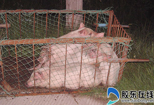 招远交警查获一运输偷猪车辆(图)