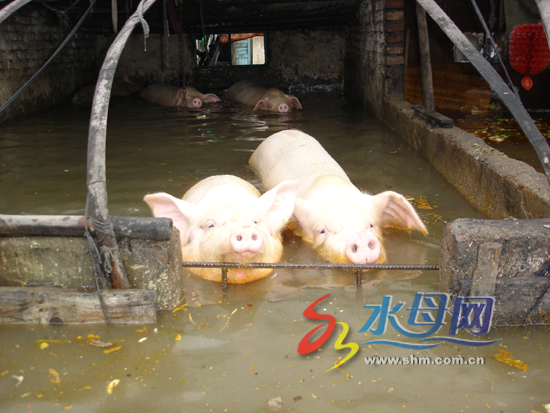 大水淹了养猪厂猪死了10余头图