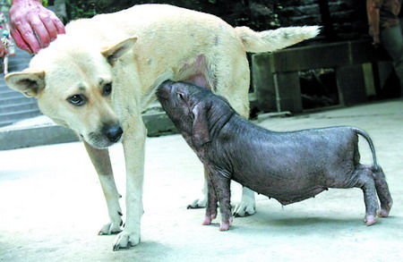 狗妈妈"捡"回小猪当崽养 每天喂奶(图)