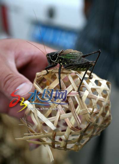 街头传来蝈蝈鸣婴幼儿听蝈蝈叫免受惊吓图