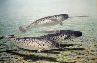 资料图片:独角鲸.