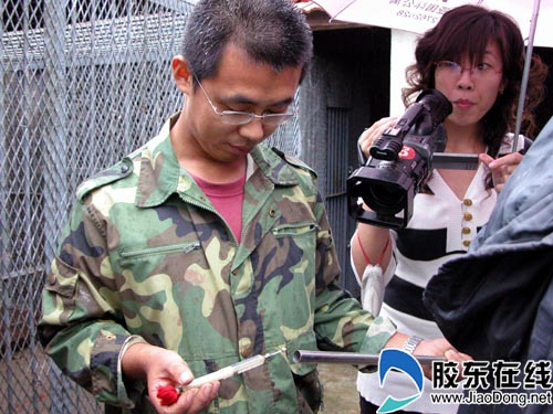 工作人员要为东北虎小虎注射麻醉针