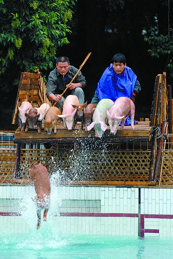 "五大名猪"闹"十一"巴马香猪最能跑