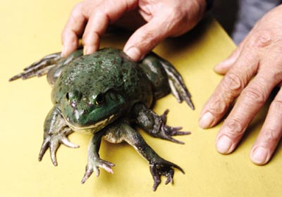 图文牛蛙长有六条腿市民买回作宠物