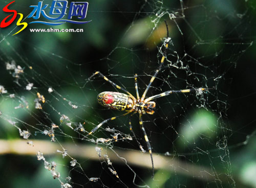 10月20日,在塔山風景區太平庵樹叢中,一隻彩色蜘蛛出來在自己的網內